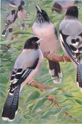 Lanzettierte Eichelhäher, aus Wildlife of the World, veröffentlicht von Frederick Warne & Co, um 1900
